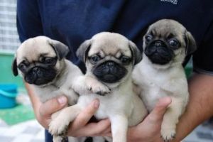 Trained pug Puppies.( Healthy) -call(***) ***-***8