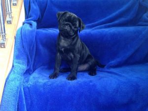 Kc Reg Pug Puppies For Sale **1 Black Girl Left**