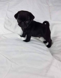 Chunky Top Quality Kc Black Pugs Available