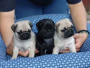 Good pug Puppies(Loving)-call(***) ***-***8