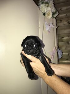 Quality Kc pug Puppies
