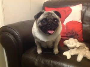 Girl Pug For Sale,text on ***