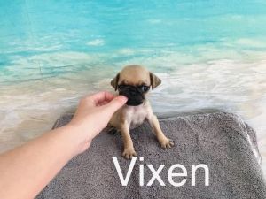Toy Pug - Vixen - Female