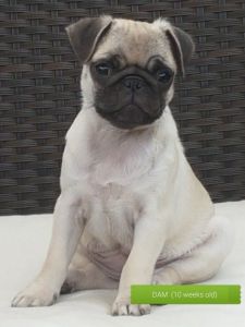 Kc Reg Pug Puppies(***) ***-***2