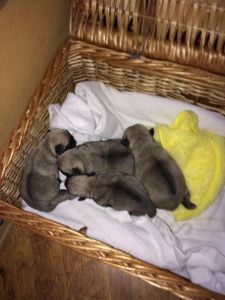 Kc Reg Perfect Fawn Pugs 2 Boys 2 Girls(***) ***-***2