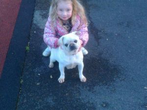 Pug Puppies Black Full Pedigree Kc Reg Ready Now(***) ***-***2