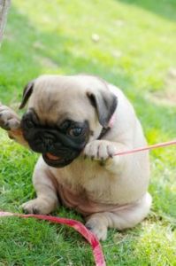 Akc Pug Puppies