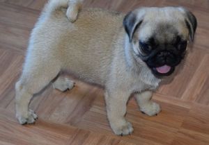 House Raised Pug Puppies.