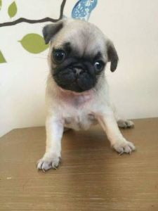 Family Raised Fawn Female and Black Male Pugs