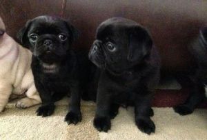 Black and fawn Pug Puppies