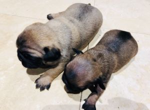 Pug pugs 2F 1 Boy Mom&Dad on sight