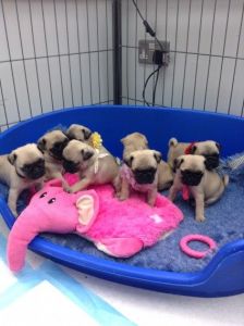 1 Left.... Kc Pugs Ready 10th May
