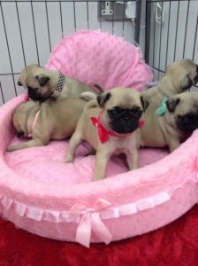 Kc Registered Pug Puppies