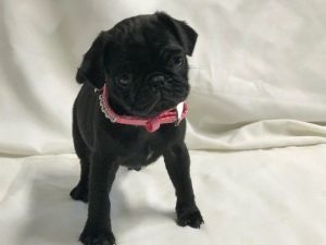 Precious Pug Puppies