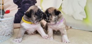 Kc Registered Pde Clear Pug Puppies