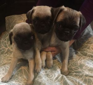 Pug puppies