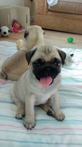 Kc Registered Pug Puppy