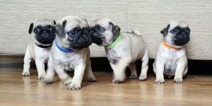 1 Gorgeous Girls Left Ready Now