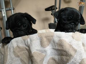 5 Beautiful Black Pug Puppies