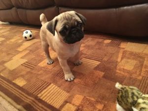 Beautiful Pug Puppies