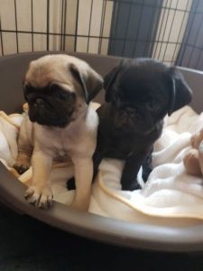 5 Beautiful Black Pug Puppies