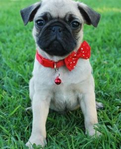 sturning pug puppy for adoption