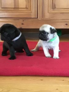 2 Beautiful Pug Puppies !ready Now!