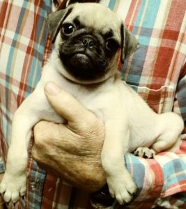 AKC fawn Pug puppies