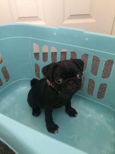 Pure Breed Pug Puppies Ready For Christmas