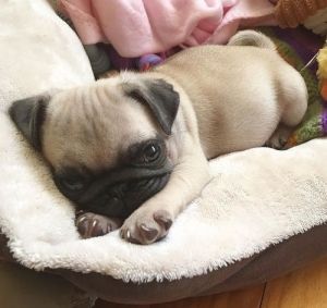 Akc Pug Puppies For Sale.