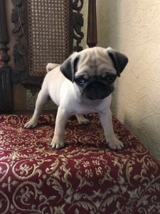 12 weeks old purebred Cute Pug pups