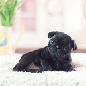 Black Teacup Pug