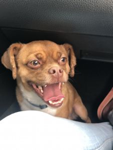 Good dog he’s potty trained and he is quite.