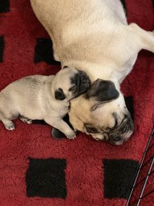 AKC FAWN PUG PUPS