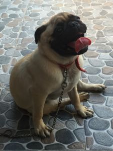 Pug cutie girl