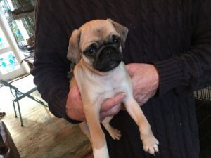 Beautiful Traditional Pug Puppies- Ready Now