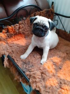 Pedigree Pug Boy Health Tested Parents