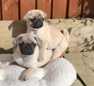 Kc Registered Pug Puppies