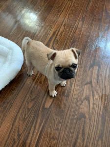 Cute Fawn Pug puppies