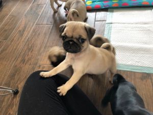 Cute Fawn Pug puppies