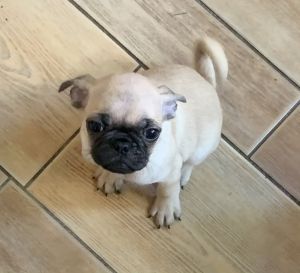 8 Week Old Pug Puppies