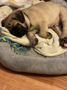 Pug for sale