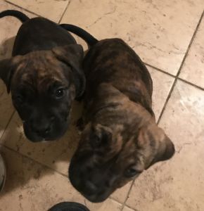 Puppies for sale
