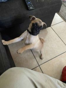 Stunning Litter Of Fawn Pug Puppies.Text 610**466**5441