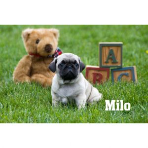 Pug puppies e. Surrey Rd Clare, mi.