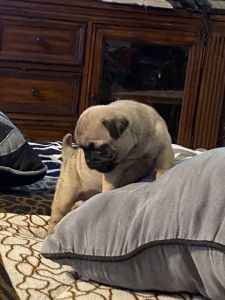 Baby pug (male)