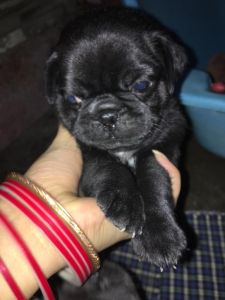2 momths old black male brown female puppies