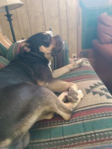 Rehoming lovable dog