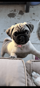 PUG Puppies for Sale