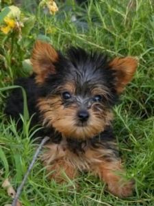 Teacup Yorkie For Adoption